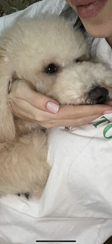 cutləşdirmək: Pudel, 2 il, Erkek, Cütləşmə üçün — 3