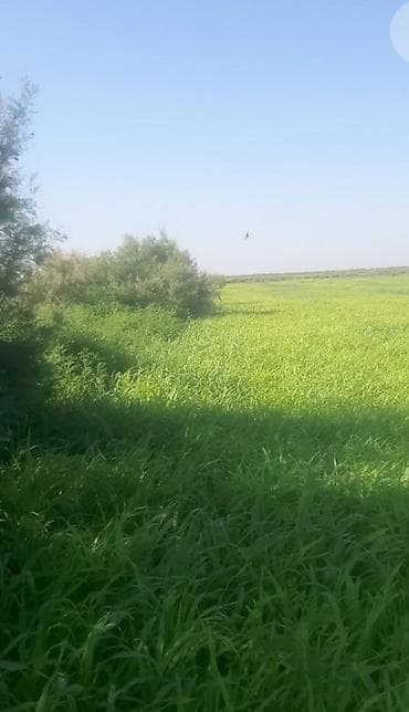 qoz sekili: Salam rayonlara çatdırlma var təmiz süpürgə sorqo toxumu dur tonla — 7