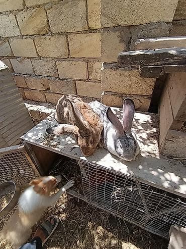 afcarka satışı: Rizien dovşan balaları ve hazır dovşanlar satilir.unvan Sumqayıt — 4