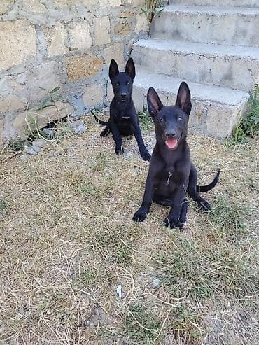 qurdbasar balaları: Belçika çoban iti, 2 ay, Erkek — 5
