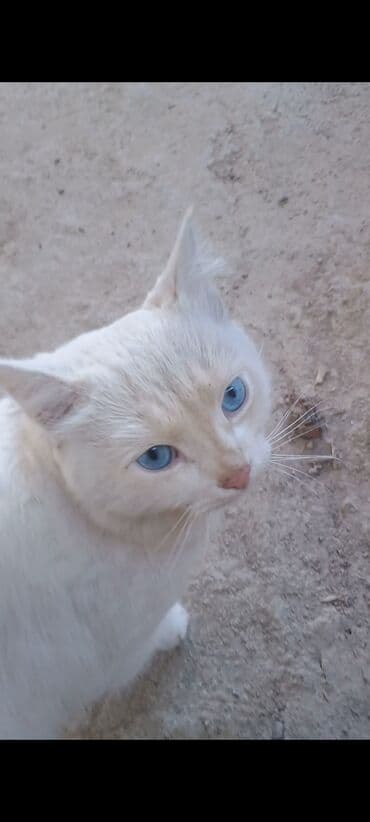 akita inu poklanjam: Britan, Erkək, Ünvandan götürmə — 1