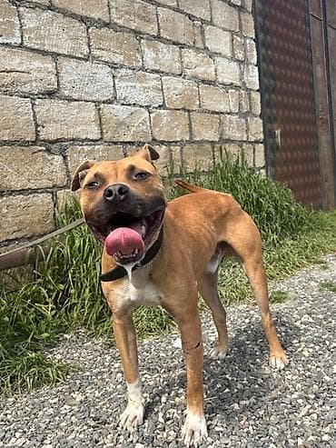 balaca dana: Pitbul, 1 il, Erkek — 6