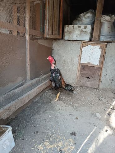 cins ineklerin qiymeti: Heyratilar satilir tergidirem deye ne heyvanim var hamsini satiram her — 3