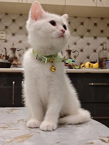 anqor pisiyi: Britan, Erkək, Dişi, Yaxşı əllərə, Ünvandan götürmə, Pulsuz çatdırılma, Ödənişli çatdırılma — 8