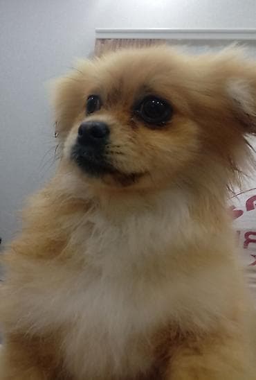 doberman itleri: Şpitz, 4 ay — 2