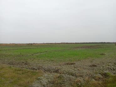 sarayda torpaq satışı: 750 sot, Kənd təsərrüfatı, Kupça (Çıxarış) — 6