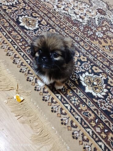 it sekili: Pekines — 1