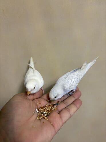 значок хары бюльбюль купить: 1 ədəd ağ qalıb erkək — 2