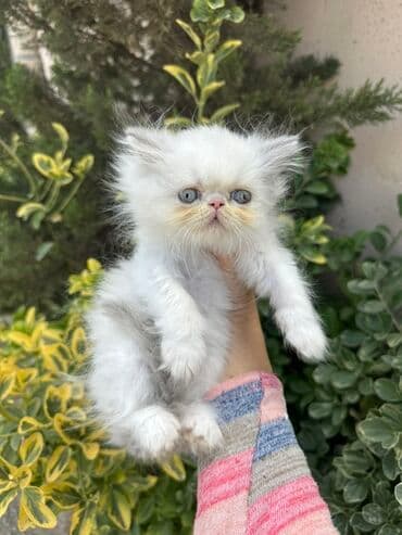 золотая шиншилла котенок: Fars — 7