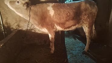 it yem: Satışda: kənd təsərrüfatı heyvanı – dana/inek (simmental tipli) — 6