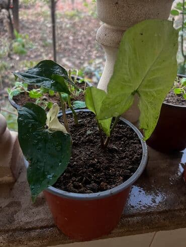 Her kimete var Otaq və balkon üçün dekorativ bitkilər kolleksiyası -