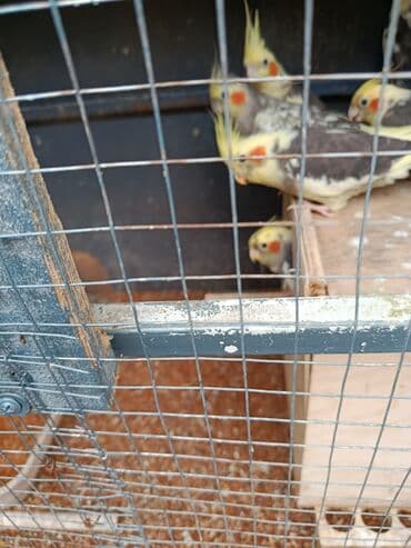 xamyak yuvası: Tofiq (nimfa) tutuquşuları – müxtəlif rəng mutasiyaları - Növ: Nimfa — 5