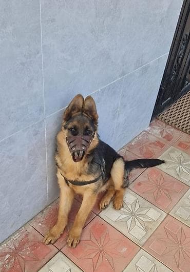it cinsi: Alman çoban iti, 11 ay, Erkek, Peyvəndli, Ödənişli çatdırılma — 4