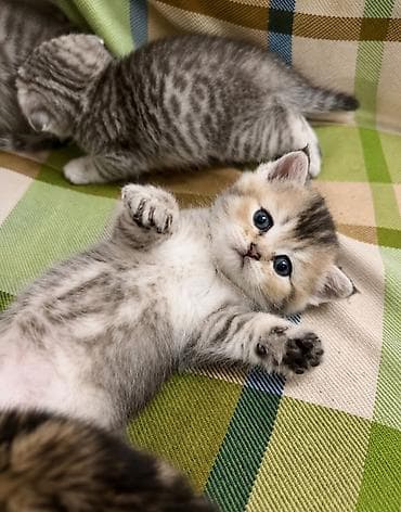 Кошки: Шиншилла, Самец, Самка, Самовывоз, Бесплатная доставка — 2