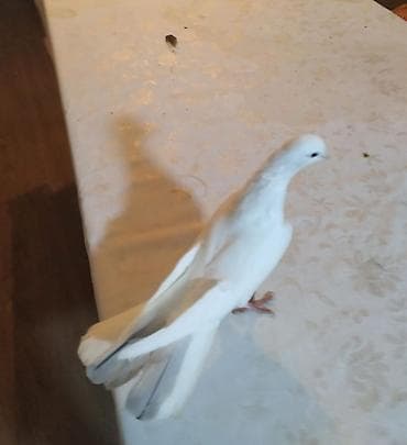 Göyərçinlər: Məhsul: Ev göyərçini (rəngarəng) Təsvir: - Zərif quruluşlu, uzun — 4