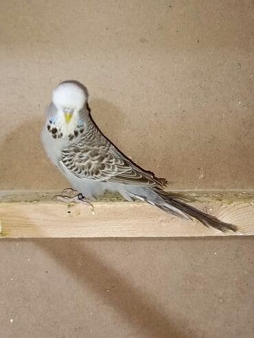 хаски цена в баку: Quşlar satılır 6 aylıq jumbo cüt 200manat 1 yaş 8 aylıq jumbo qarışıg — 2