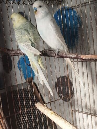 danisan quslar: Hazır cutlerdir yer isidir balata ela bacirlar Real alicilar narahat — 2