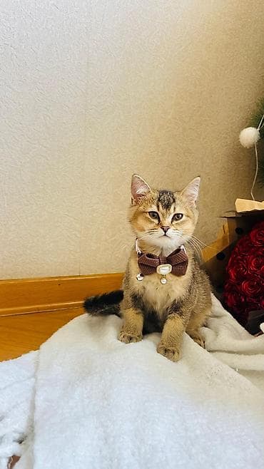 Digər heyvanlar: Şotland — 1