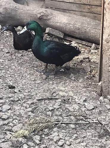 hid qusu: Muscovy ördəkləri və qarışıq yerli ördəklər satılır. Her qiymete var — 4