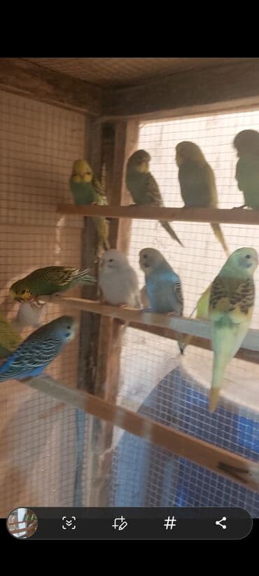 Digər quşlar: Yeme duşmuş balalar 8 azn 40 45 ededir belkde cox olar tek cut qiymet — 1