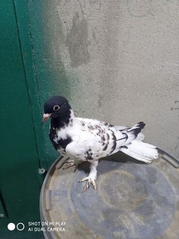 amerika devequsu haqqinda melumat: Maştağadadir — 7