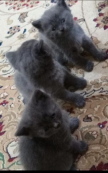 boz pişik cinsi: Britan, Dişi, Erkək, Ödənişli çatdırılma — 2