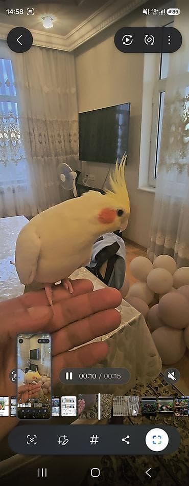 quş adları: Növ: Nimfa tutuquşusu (Cockatiel) Rəng: Açıq sarı/krem, yanaqlarda — 1
