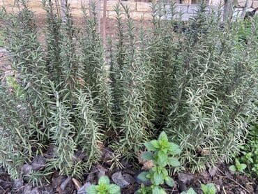 Alətlər: Rozmarin (Rosmarinus officinalis) – ətirli, çoxillik ədviyyə və — 7