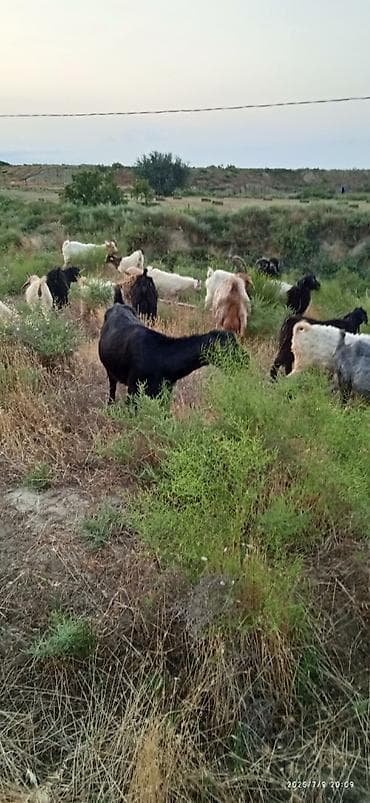 keci: Salam 16 baş yanı balali keçilər satılır.bir başın qiyməti 280 — 3