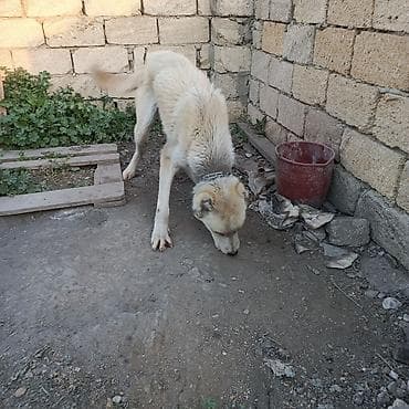 it satisi afcarka: Alabay, 2 il, Erkek, Ünvandan götürmə — 6