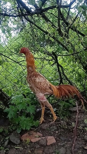 yapon xoruzu: İyulun 3 cixb çox gözəl heyvandi sağlam heyvan qızğın xoruzdu isdiyen — 3