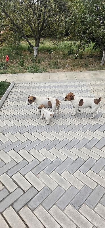ördək balası və cücə: Cek rassel teryer — 1