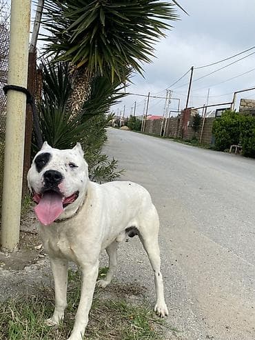 Doq, 1 il, Erkek, Peyvəndli, Ünvandan götürmə