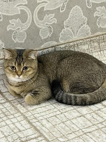 pi̇şi̇k: Qızıl şinşilla, Dişi, Ünvandan götürmə, Ödənişli çatdırılma — 3