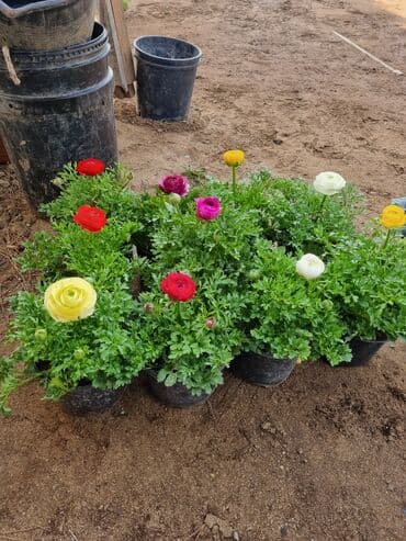 qızıl gül buketi: Gullerin satişi — 23