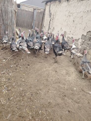 Salam aleykum Bu ilki hinduskalardir kentde yetisdirilib tebii — 10