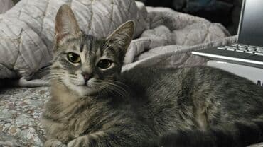 кошка продажа: Самка, В добрые руки — 7
