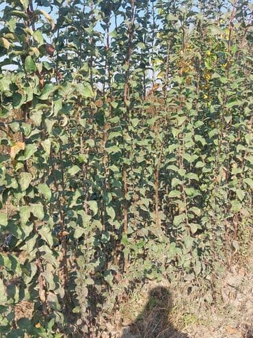 чехлы на диван бишкек: Məhsul: Meyvə ağacı tingləri Təsvir: - Şəkillərdə müxtəlif meyvə — 3