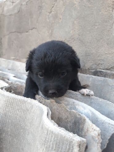 avçarka itləri: Zvonok, Dişi, Peyvəndli — 4