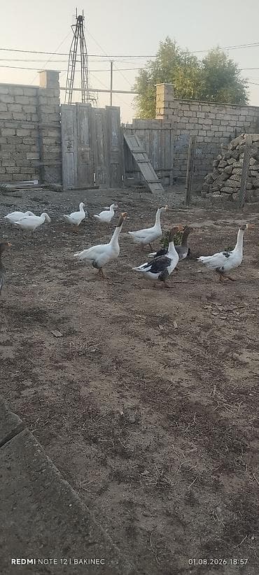 qu qazı: Qaz sürüsü – yerli - Növ: ev qazı, yerli qarışıq cinslər - Rənglər — 7