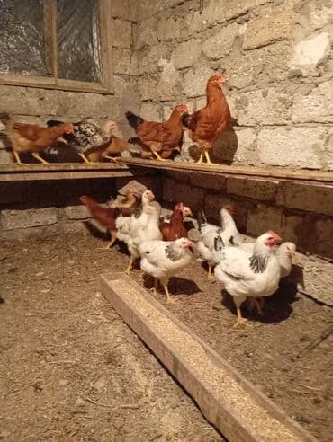 Gəmiricilər: Toyuq, Brama, Damazlıq, Ünvandan götürmə — 1