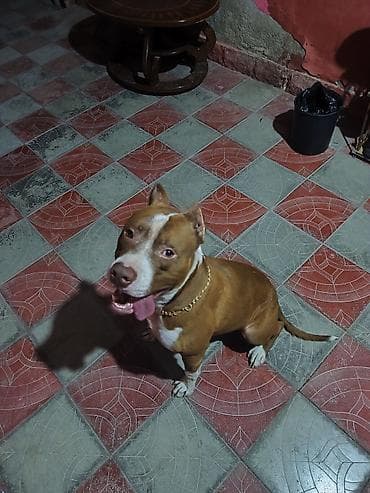 Pitbul, Erkək