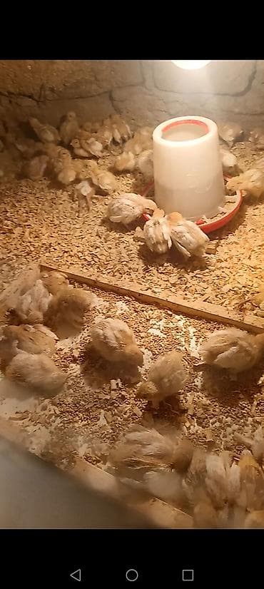 Atlar: TEXAS BİLDİRÇİN CÜCƏLƏRİ SATILIR 11 GÜNLÜK QİYMƏT 1 MANAT REAL ALICI — 2