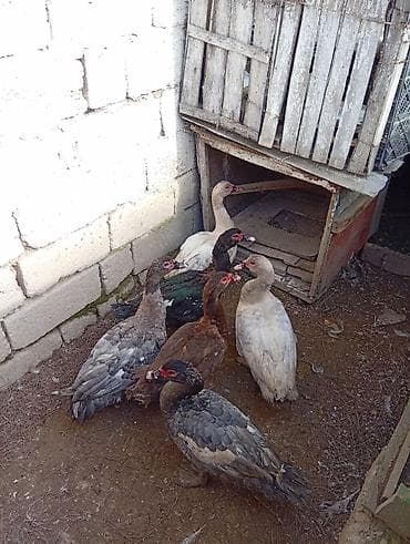 ev heyvan adlari: Erkək, | Lal ördək, Ətlik, Ödənişli çatdırılma — 8