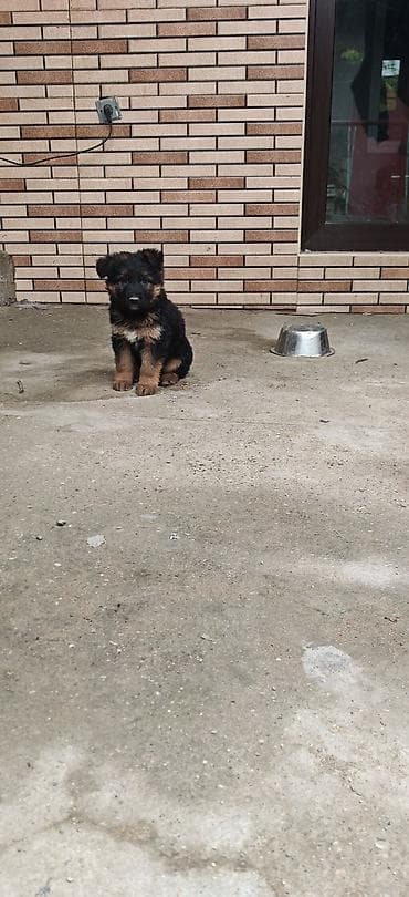 alman iti satilir: Alman çoban iti, Dişi, Peyvəndli, Ünvandan götürmə — 3