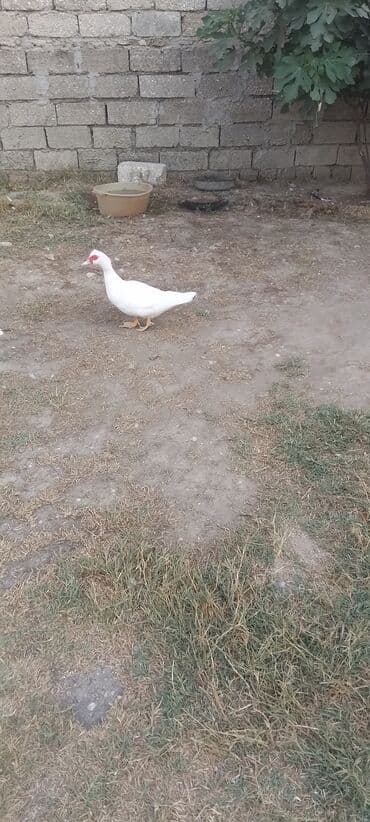 yumurta qoyan heyvanlar: Dişi, | Lal ördək, Damazlıq, Ödənişli çatdırılma — 2