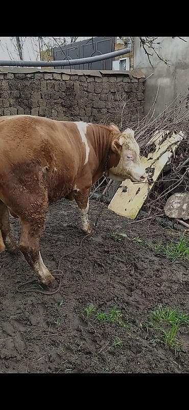 dana inek: Salam aleykum saf qan simental erkek dana hem etlik hemde bordag kimi — 4