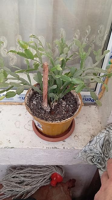 monstera bitkisi: Otaq bitkiləri kolleksiyası – saksıda - Növ və görünüş: Şəkillərdə — 4
