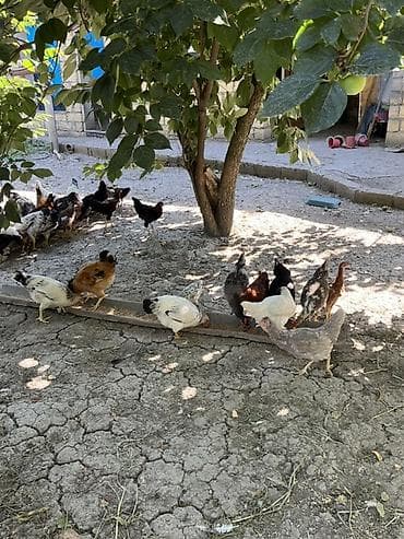 kend toyuqları: Toyuq, Damazlıq — 4