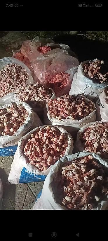 Süd məhsulları və yumurtalar: 0.20 qəpik kilosu itlər və pişiklər ücün yem itlər kücüklər kucuy it — 7